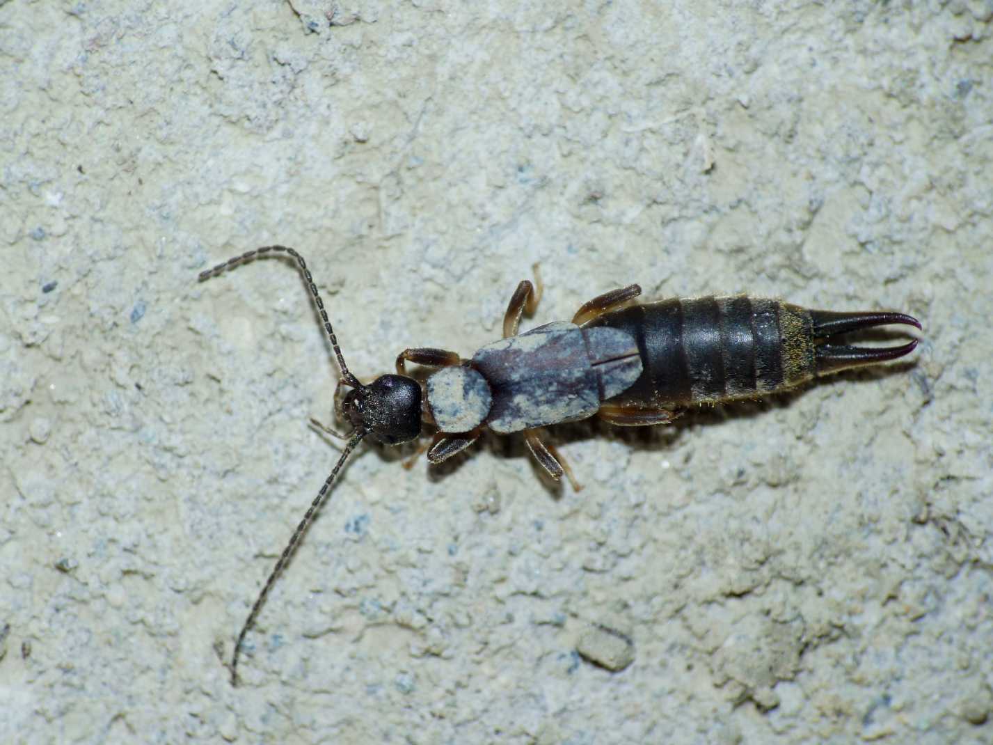 Nala lividipes